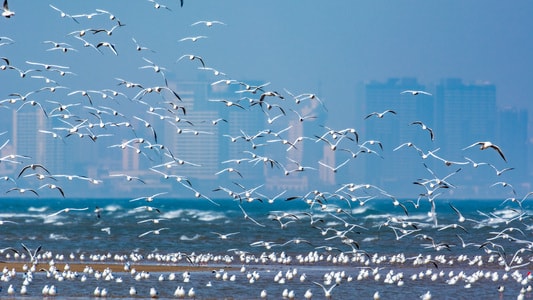 鸟类-海鸥-海鸥-鸟类-鸟 图片素材