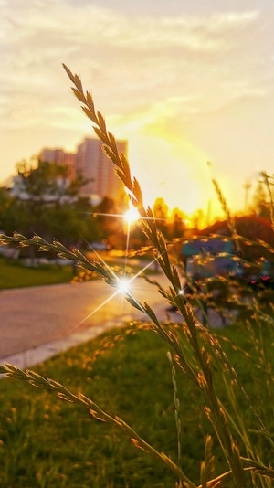 扬州市-植物-夕阳-华为手机-花草 图片素材