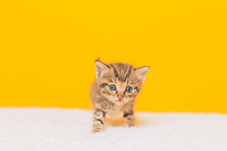 动物-猫子-猫-斑猫-猫 图片素材
