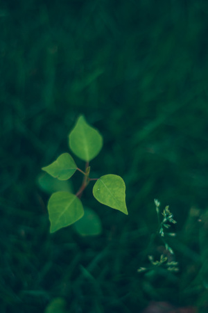 植物-写实-植物-绿叶-叶子 图片素材