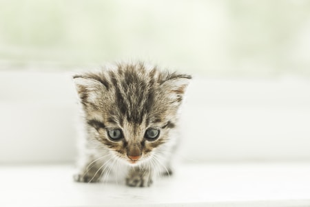 动物-猫子-猫-猫-动物 图片素材