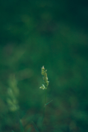 植物-写实-植物-麸麦-茎秆 图片素材