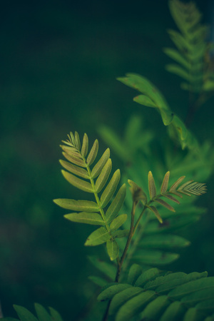 植物-写实-植物-叶子-绿叶 图片素材