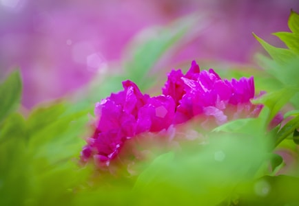花-春-虚实-花-植物 图片素材
