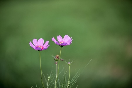花-色彩-虚实-花-花朵 图片素材