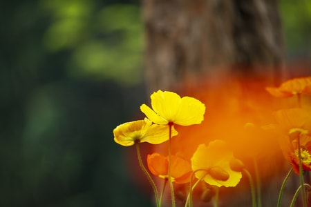 花-春-虚实-花-黄花 图片素材