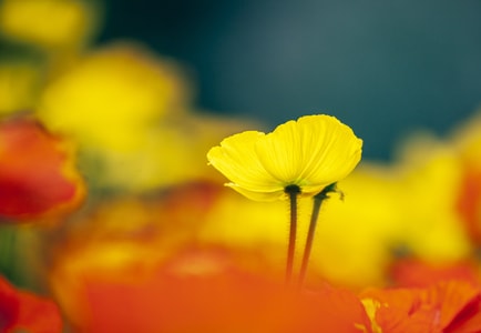 花-春-虚实-花-植物 图片素材