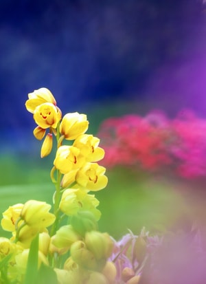 花-春-虚实-花-黄花 图片素材