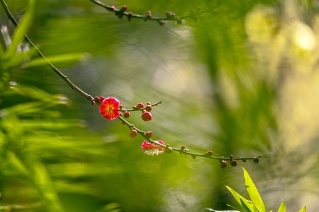 腊梅-其他-腊梅-梅花-花 图片素材
