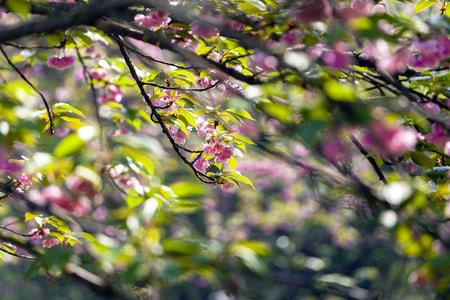 树-花-虚实-花-红樱树 图片素材