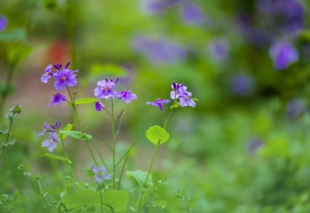 春-花-花-紫花-植物 图片素材