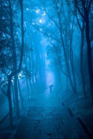 森林-明暗-蓝-光影-人 图片素材