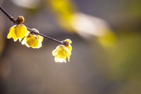 腊梅-其他-腊梅-梅花-花 图片素材