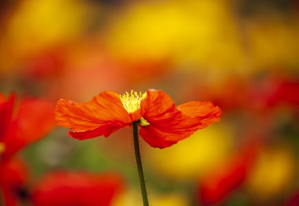 花-春-虚实-花-植物 图片素材