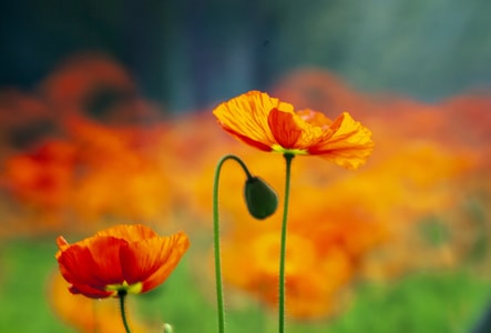 春-花-花-橙花-花苞 图片素材