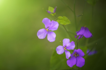 春-花-花-紫花-植物 图片素材