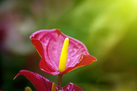 花-春-虚实-花-红花 图片素材