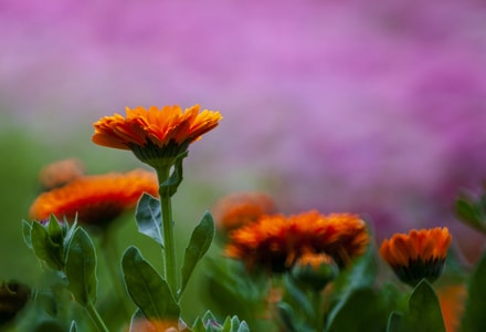 花-春-虚实-花-红花 图片素材