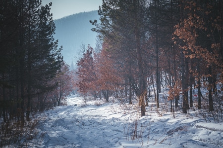 人像-雪景-大雪封山-树-树林 图片素材