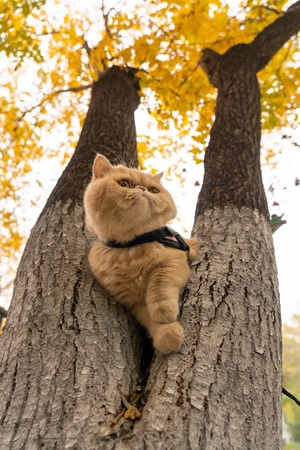 人像-宠物-猫-喵星人-猫 图片素材