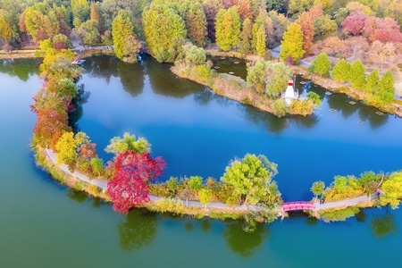 秋景-南京-明孝陵风景区-石像路-树叶 图片素材