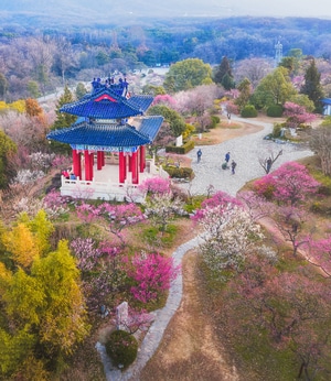 南京-明孝陵风景区-梅花山-航拍-花 图片素材
