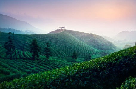 风光-茶园-茶园-自然-风景 图片素材