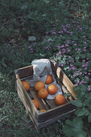 低饱和-我要上封面-慢生活-花园-橙子 图片素材