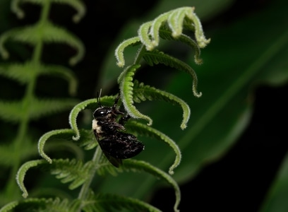 昆虫-自然-微距-蜂-节肢动物 图片素材