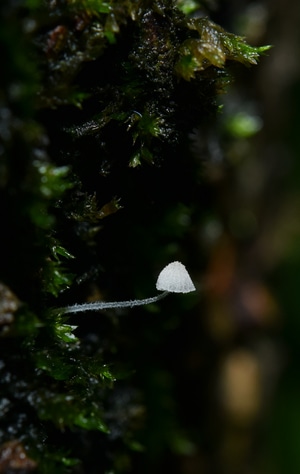自然-微距-菌-菌-葫芦藓 图片素材