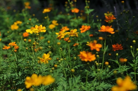 秋-自然-花-花朵-花卉 图片素材