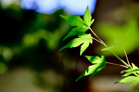 走走看看-城市-我看到的-植物-绿叶 图片素材