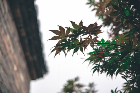 走走看看-一瞬间-叶子-树枝-植物 图片素材