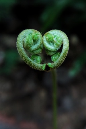 微距-植物-爱心-芽苗-植物 图片素材