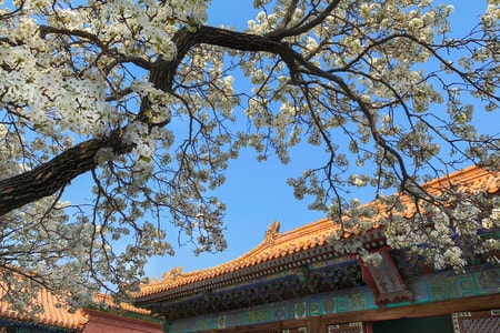 春天-旅行-花卉-植物-树 图片素材