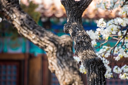 春天-旅行-花卉-植物-树 图片素材