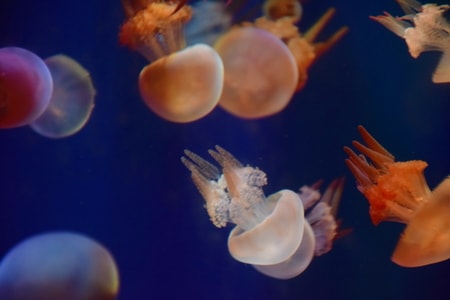 自然-海洋馆-成都-水母-水母 图片素材