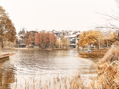 湖-公园-树-风景-城市 图片素材