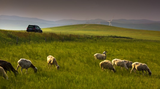 呼伦贝尔-田园-羊群-风光-风景 图片素材
