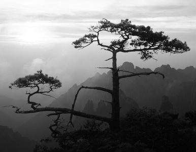 雾-黄山-风景-风光-自然 图片素材
