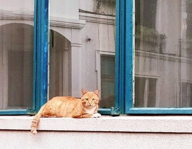 咪咪-窗台-猫咪-猫-窗户 图片素材