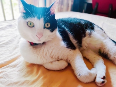 小公举-咪咪-猫咪-猫-喵星人 图片素材