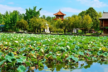 荷花池-湖畔-湖畔-荷花池-风景 图片素材