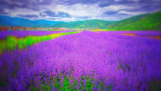梦幻紫-薰衣草-花-花卉-鲜花 图片素材