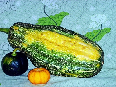 南瓜🎃-美食-南瓜-食物-小南瓜 图片素材
