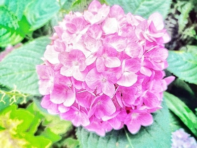 粉嘟嘟-绣球花-植物-花-花朵 图片素材