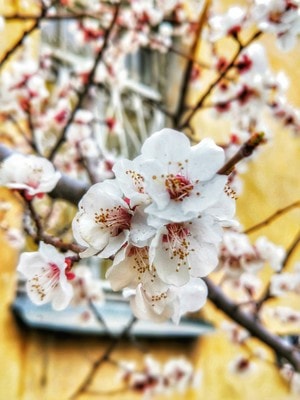 柔美-櫻花-花-植物-花卉 图片素材