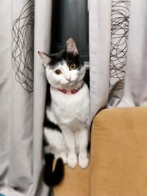 萌宠写真-炯炯有神-猫-猫咪-动物 图片素材