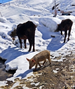 富饶-乌苏故里-牛-猪-动物 图片素材