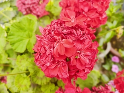 艳-鲜红-花-花朵-红花 图片素材